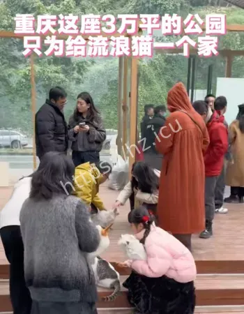 重庆流浪猫公园